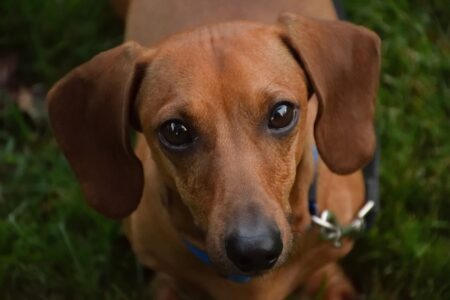 Dachshund/Wiener Dogs