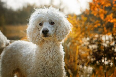 The Poodle: Fluffy and Intelligent
