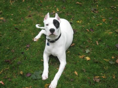 Great Showdown Between Cane Corso and Dogo Argentino with 12 Interesting Facts