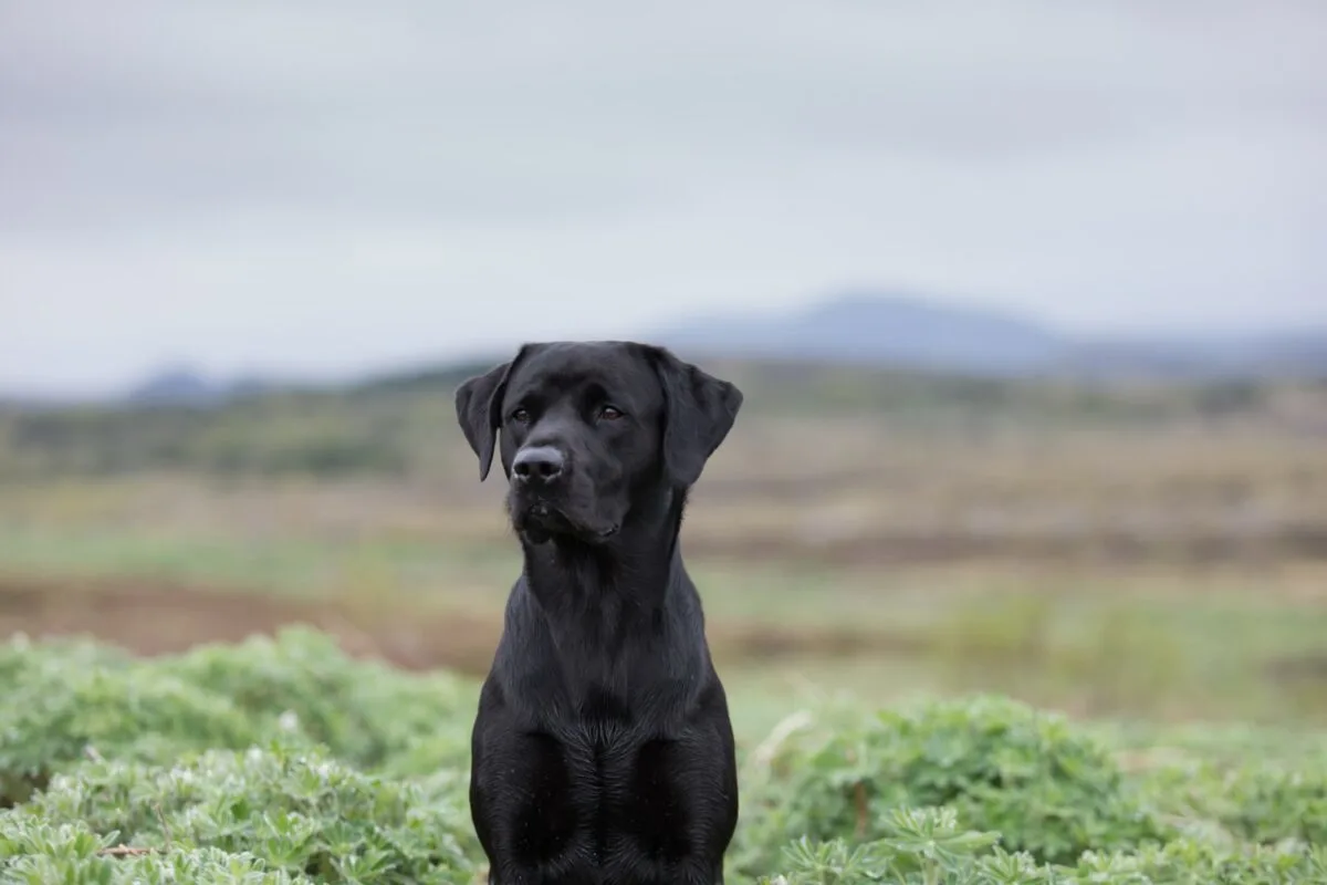 labrador retriver