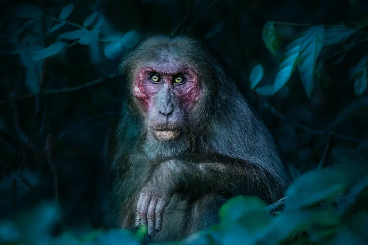 Stump-Tailed Macaque