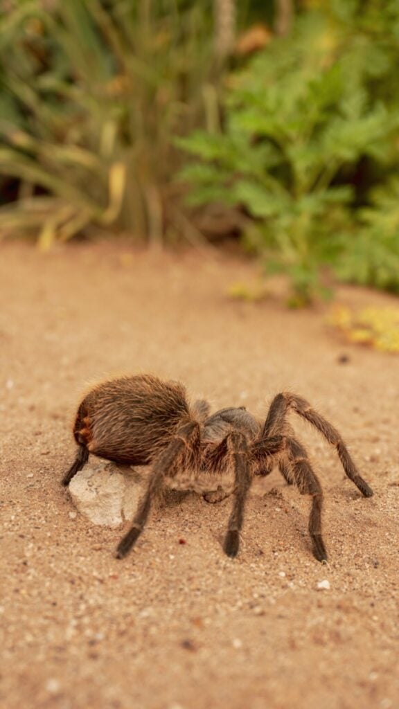 Theraphosa blondi