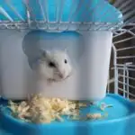 How To Choose An Ideal Hamster Cage