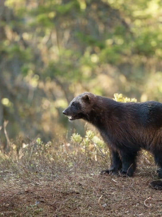 States Where You May Find The Elusive Wolverine