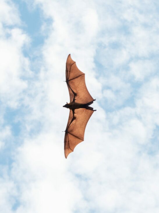 A Closer Look At The Australian Bat Lyssavirus