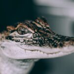 Alligator Poop: Role in the Ecosystem