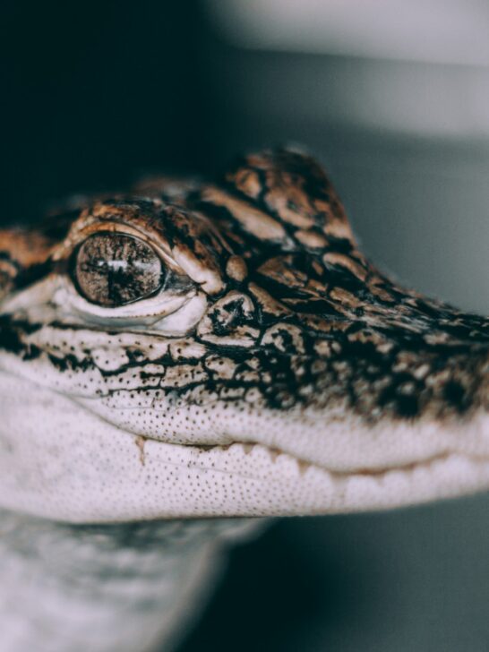 Alligator Poop: Role in the Ecosystem