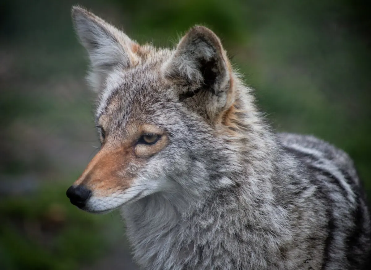 coyote scat