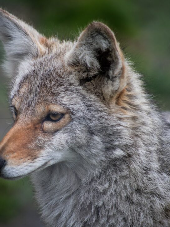 Signs Of Coyotes Visiting Your Property