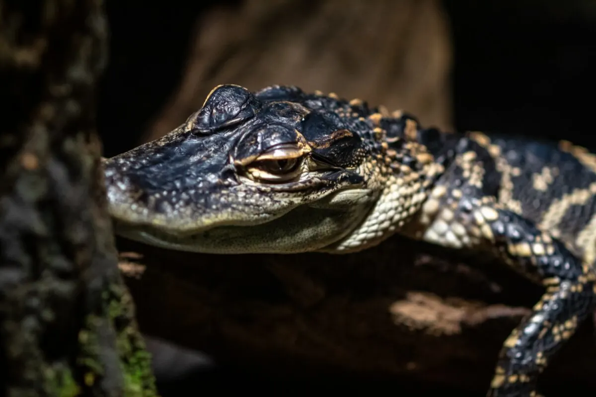 baby alligator