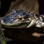 Is It Possible To Keep Baby Alligators As Pets?