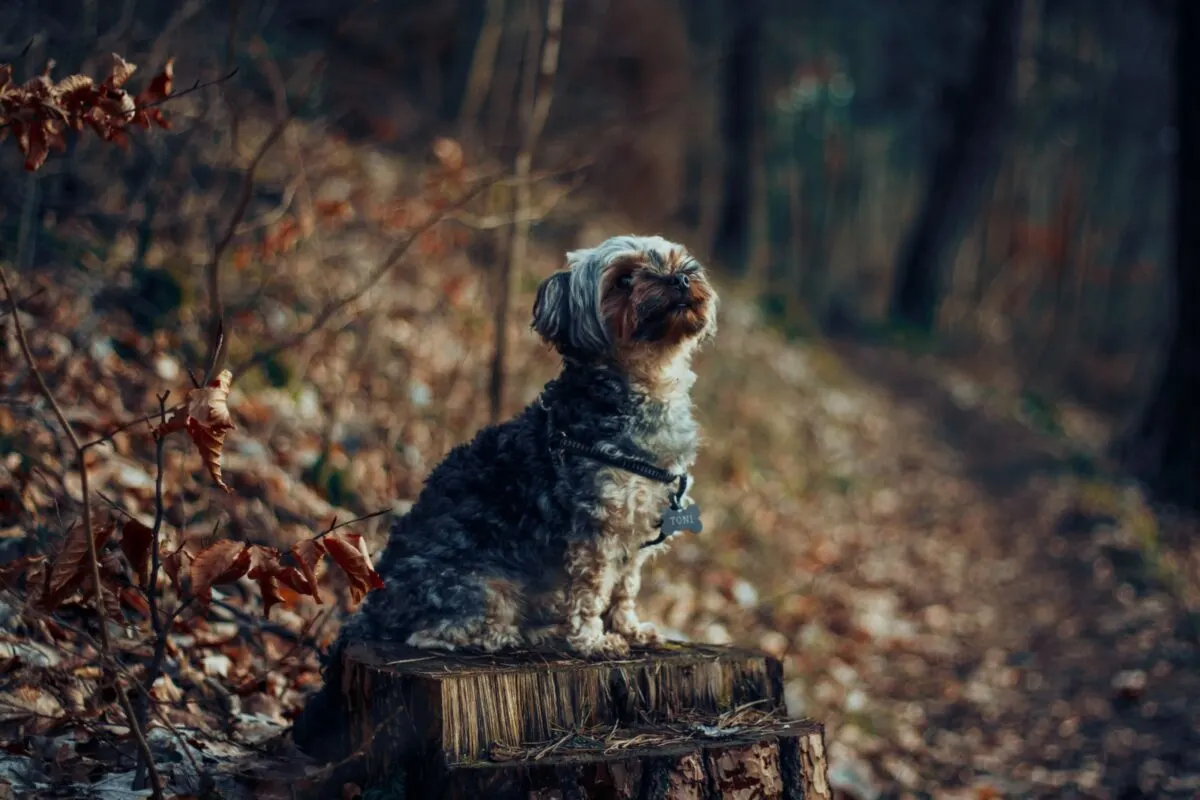 yorkie poo in the forest