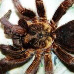 Goliath Birdeater: The Biggest Spider In The World 