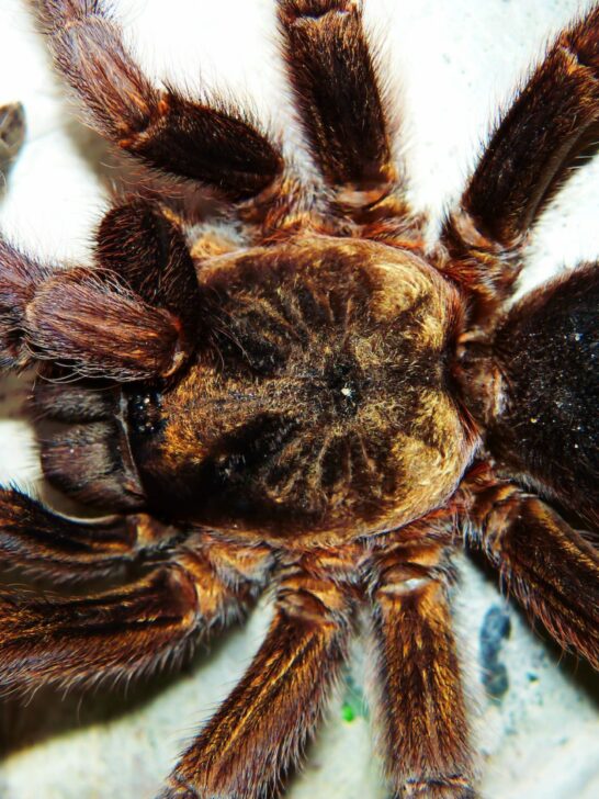 Goliath Birdeater: The Biggest Spider In The World 