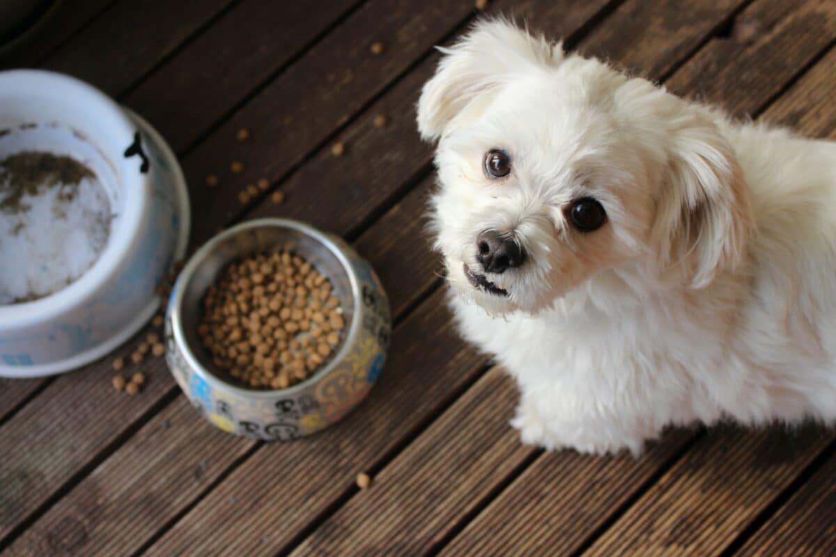 dog with food bowl