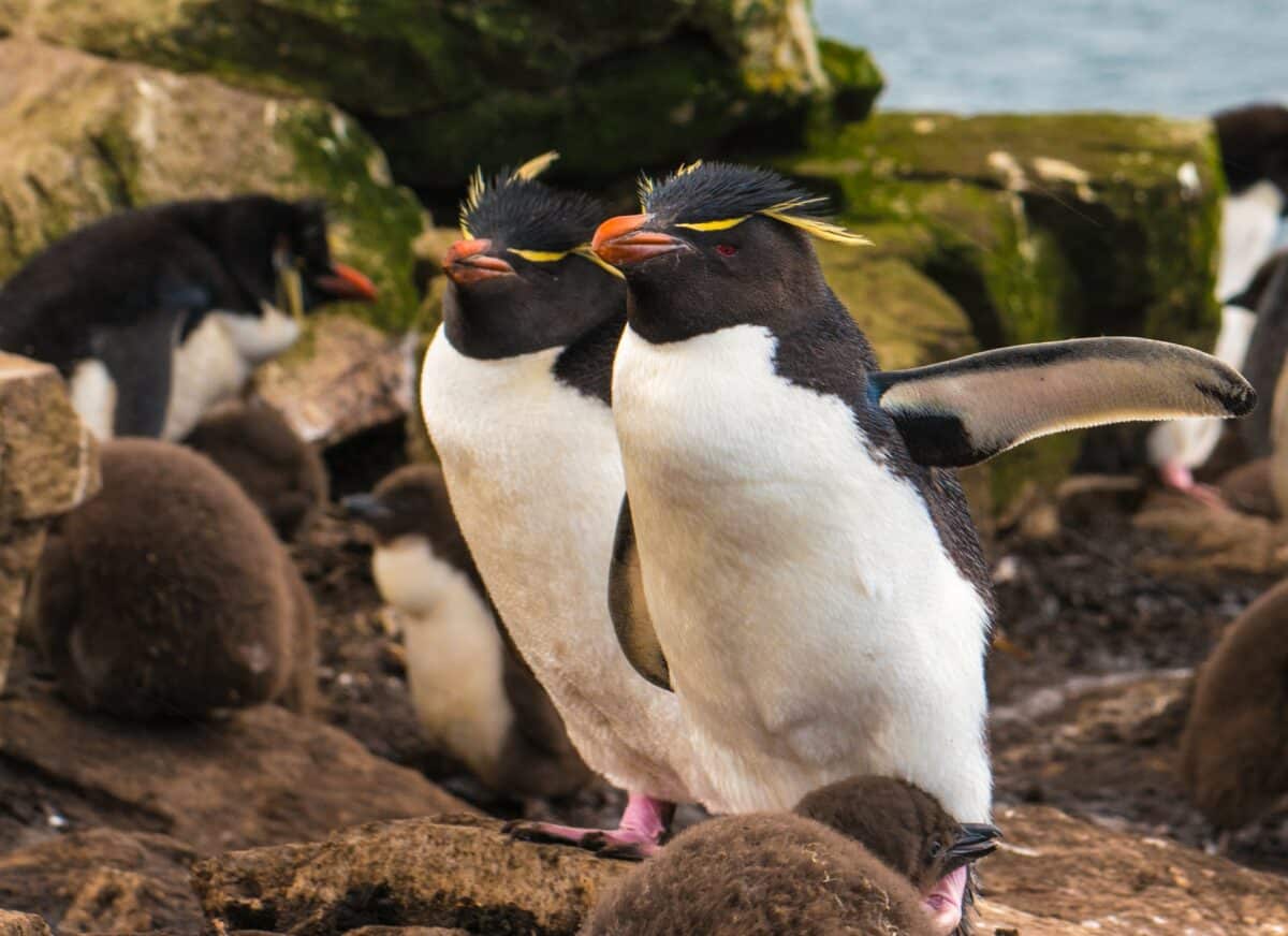Macaroni penguins
