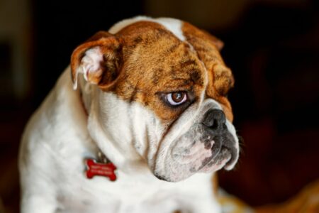 14 Dog Breeds That Do not Need Much Exercise
