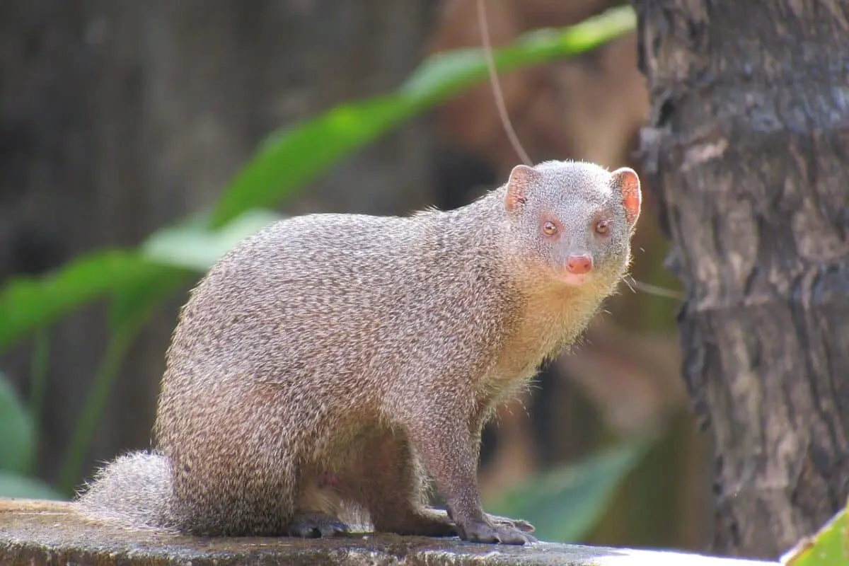mongoose