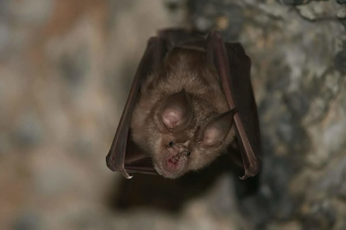 horseshoe bat