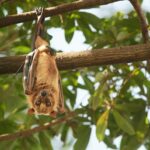 18 Cutest Bat Species Around the Globe