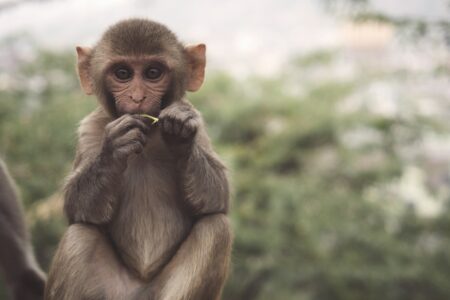Explore The World&rsquo;s Cutest Baby Monkeys