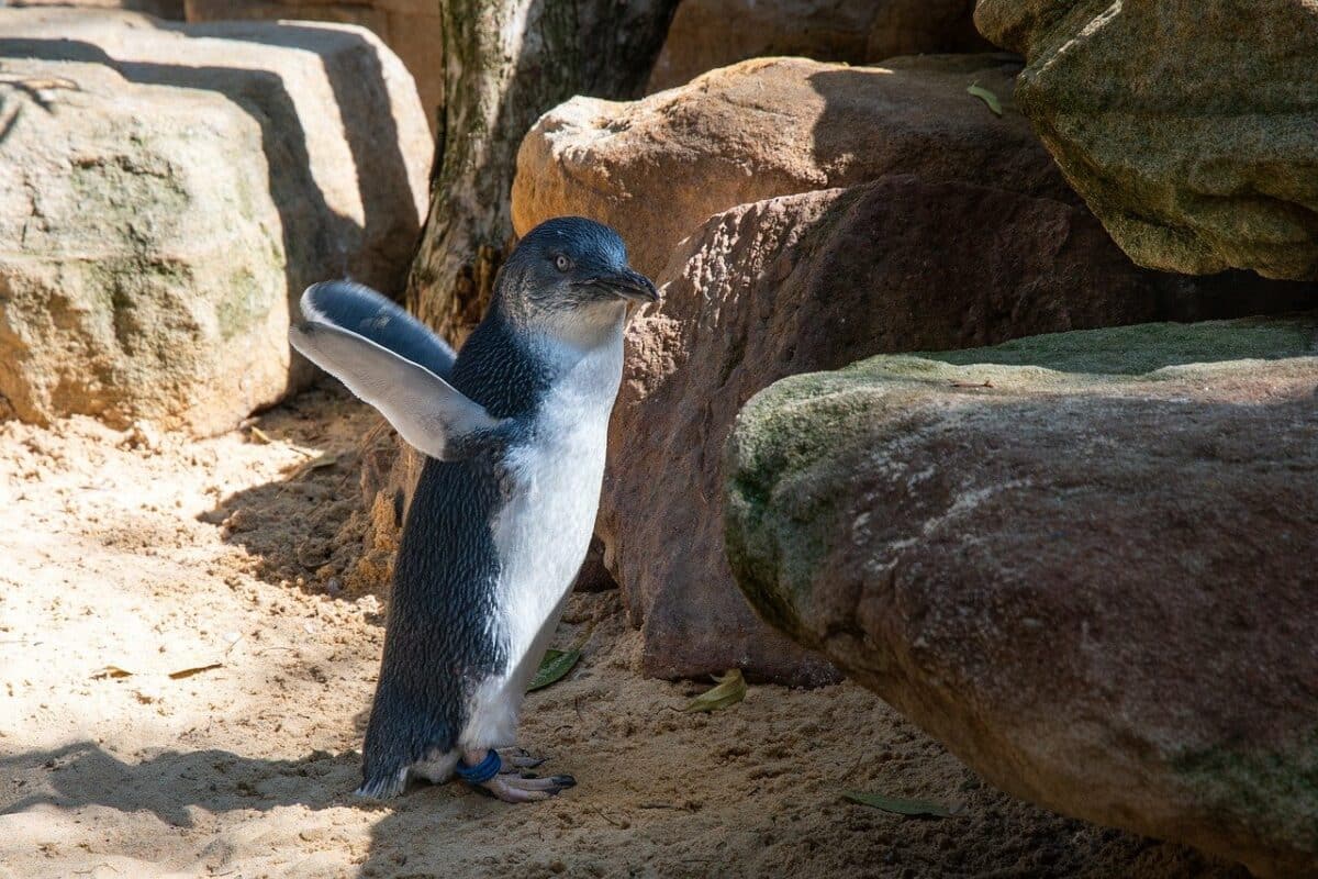 fairy penguin
