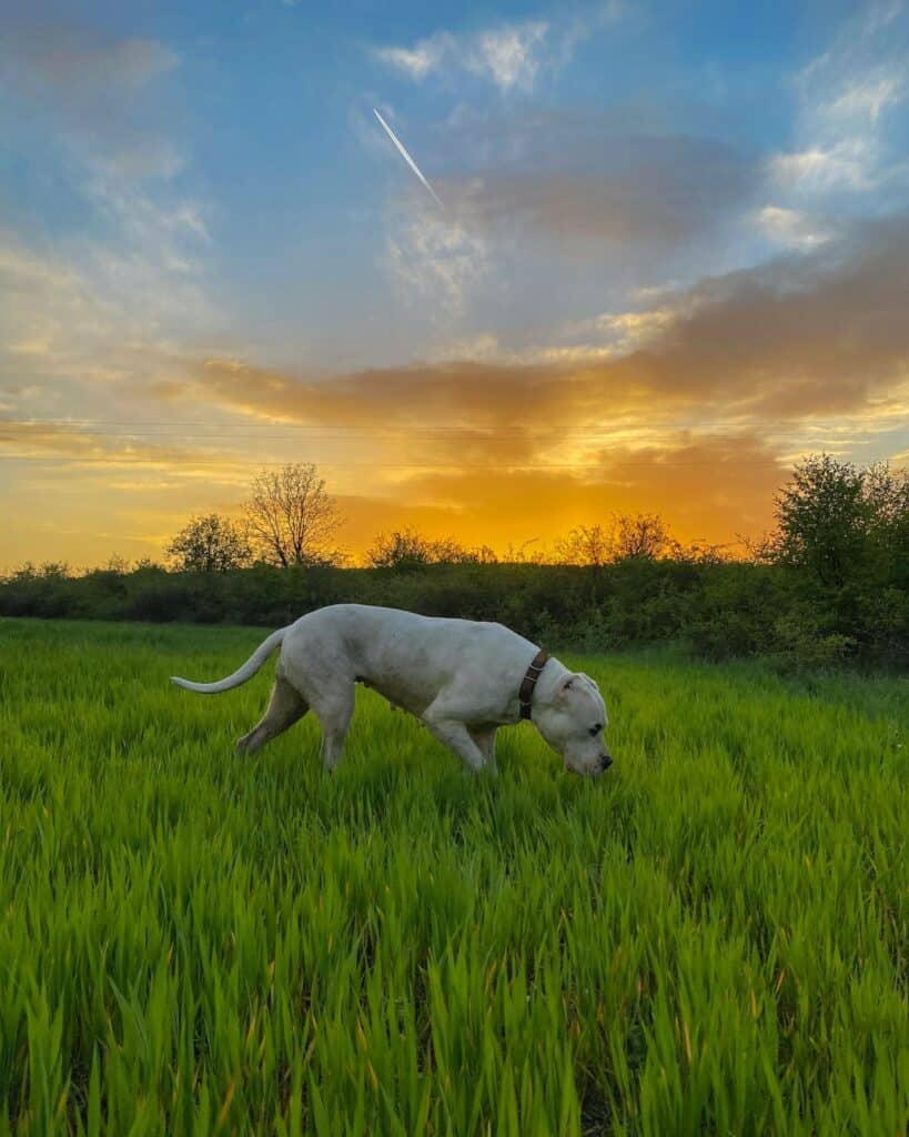 dogo argentino