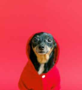 Chiweenie