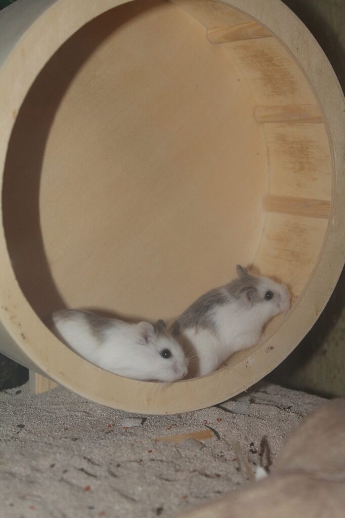 hamster wheel