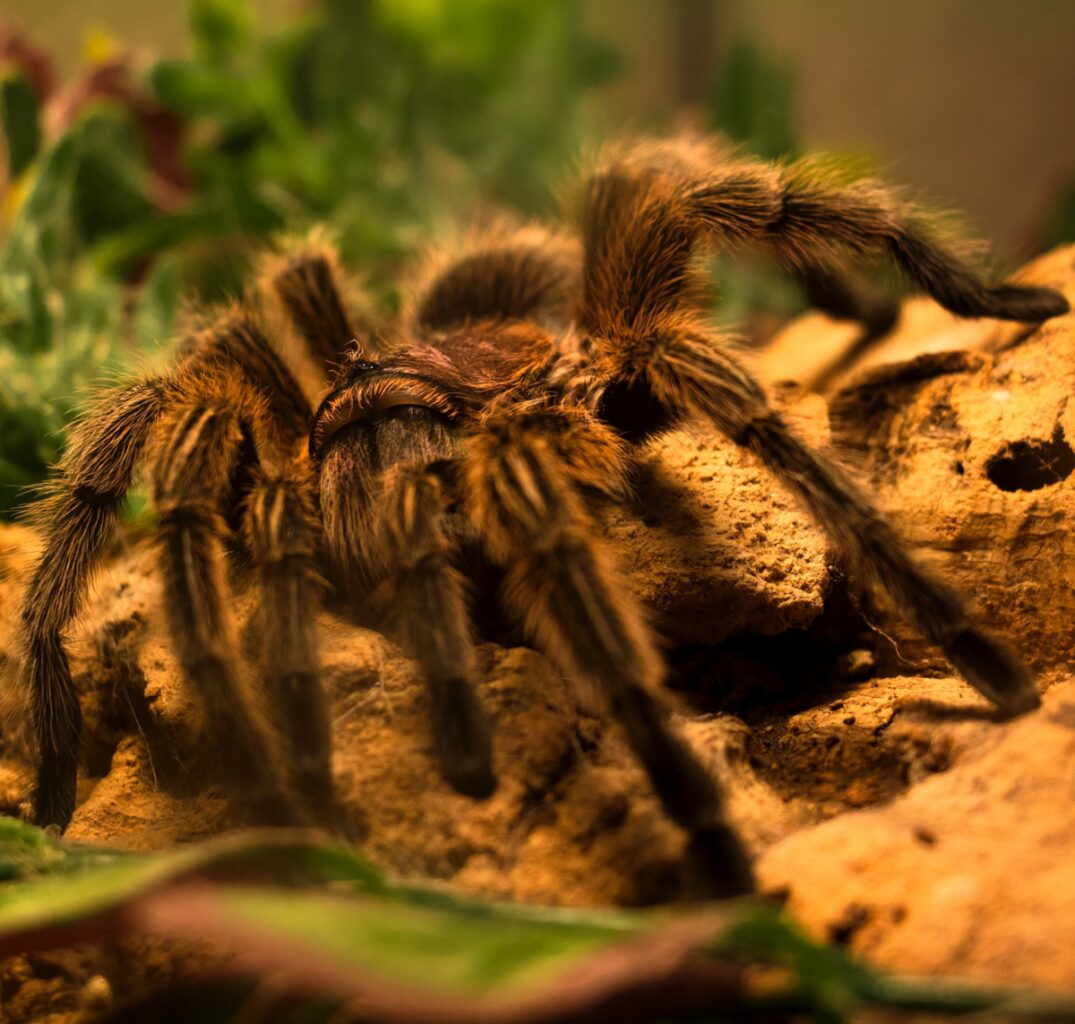 Theraphosa blondi