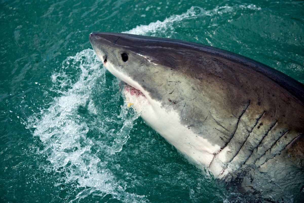 shark tongue