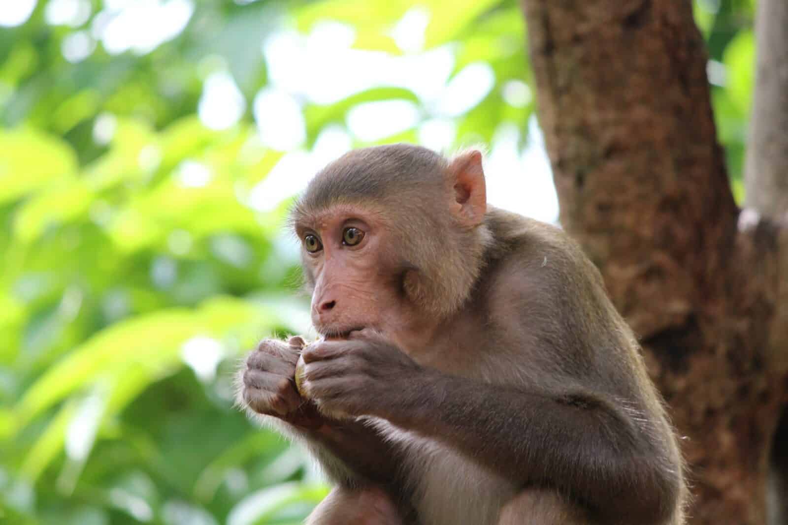 Primates - Animals Around The Globe