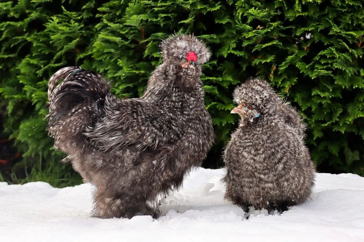 silkie chicken in snow