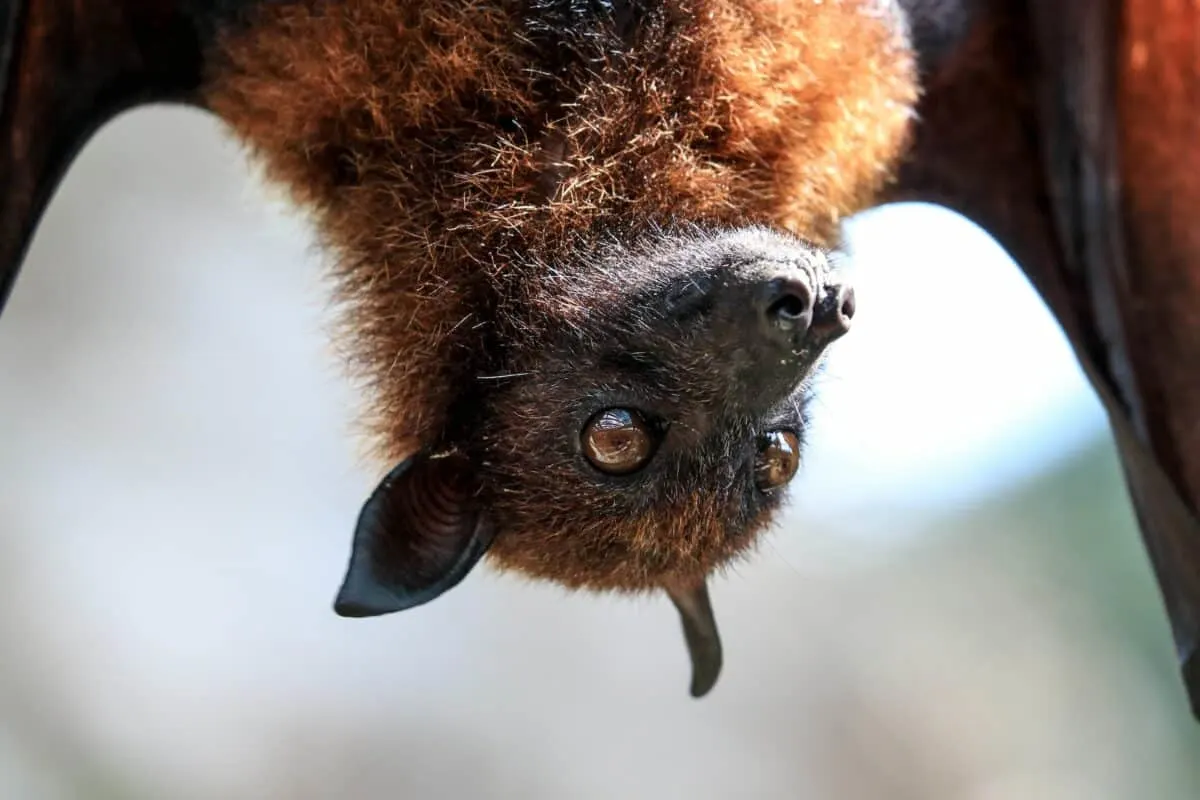 cutest bats