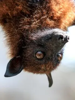 cutest bats