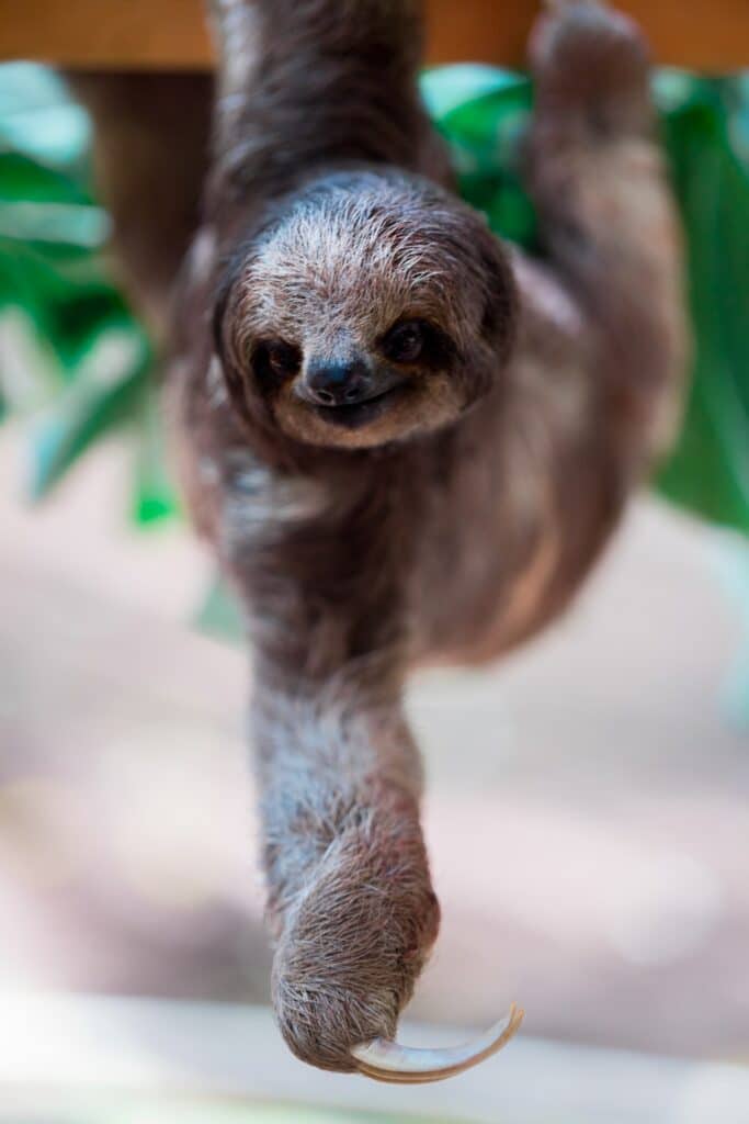 best places to see sloths