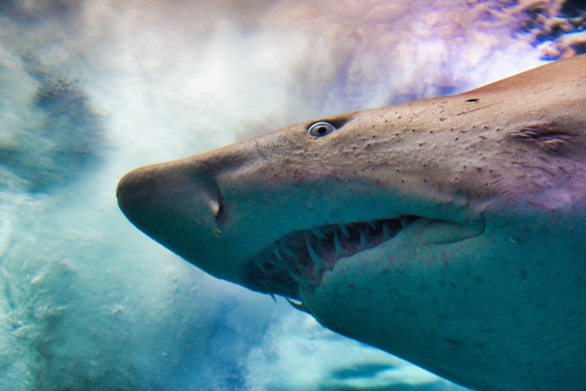 shark tongue