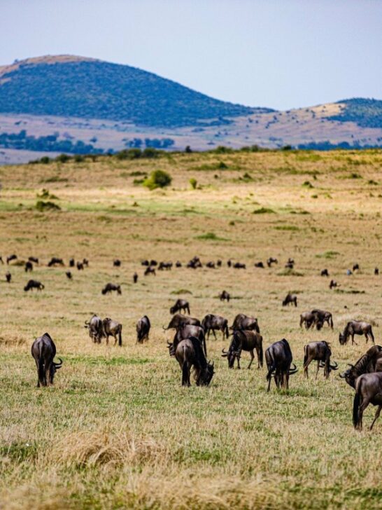 Discover The Great Wildebeest Migration
