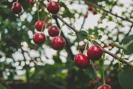 Can Dogs Eat Cherries?