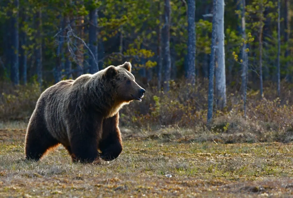 are bears related to dogs