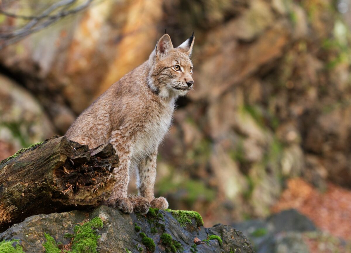 iberian lynx