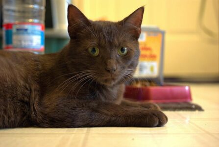 Havana Brown Cats