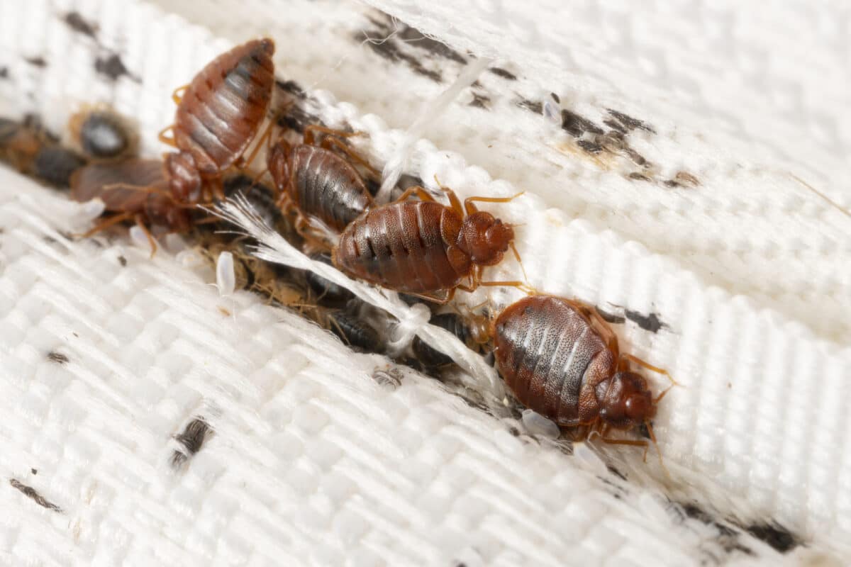 bed bug bites