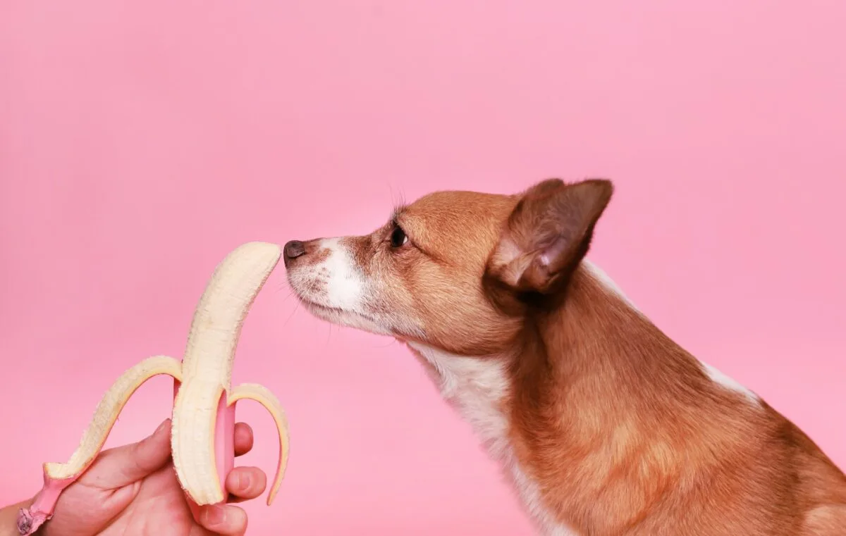 can dogs eat bananas