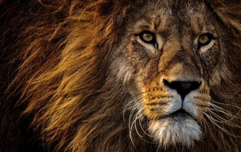 The Ultimate Showdown Between a Lion and a German Shepherd