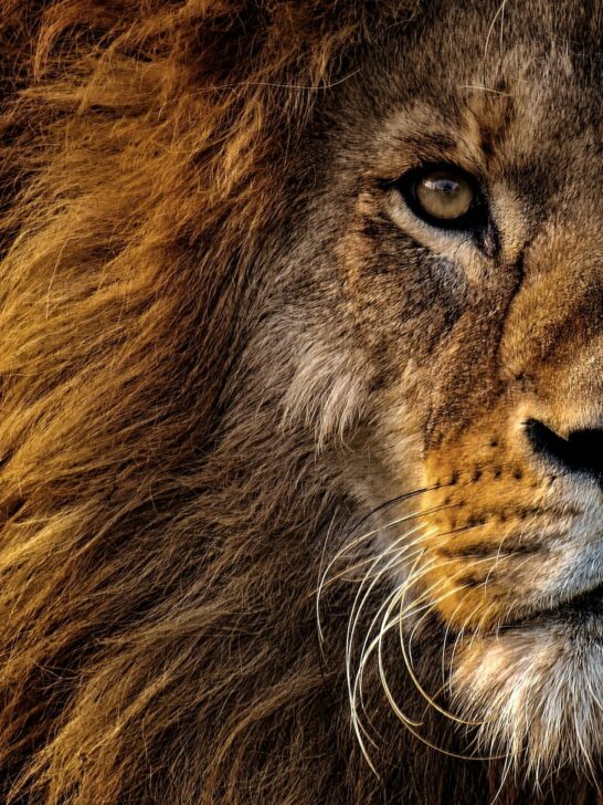 The Ultimate Showdown Between a Lion and a German Shepherd