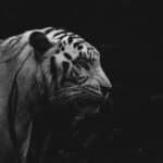 White Tiger Vs. Black Bear: A Detailed Comparison 