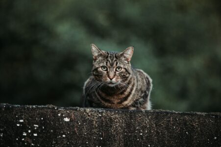 All You Need To Know About Manx Cats