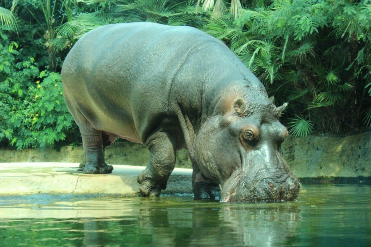 Puma vs. Hippo