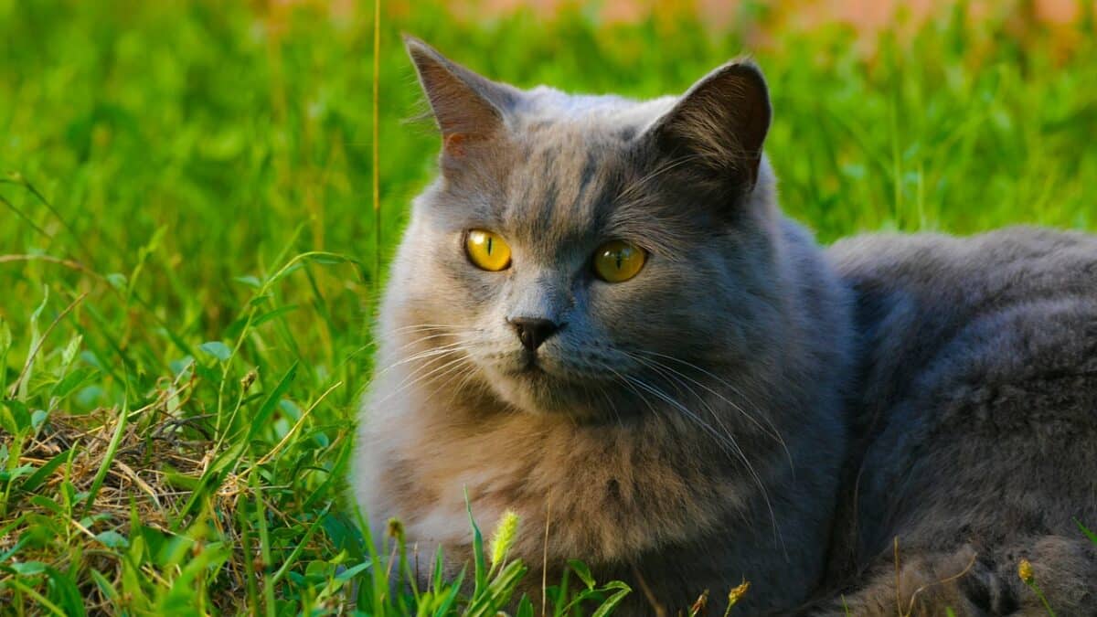 Chartreux Cat 